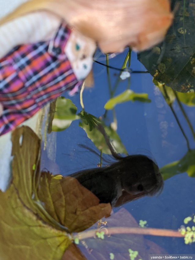 Я сделала это — Куклы Takara Tomy (Такара): Licca (Ликка)