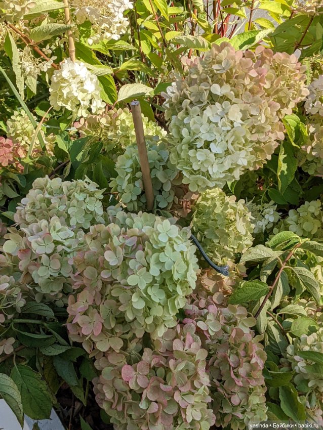 Я сделала это — Куклы Takara Tomy (Такара): Licca (Ликка)