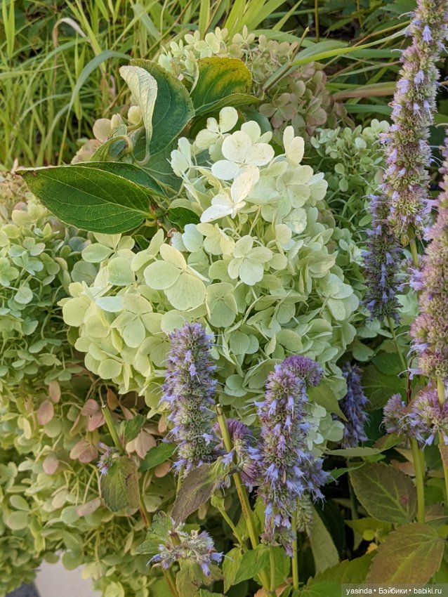 Я сделала это — Куклы Takara Tomy (Такара): Licca (Ликка)