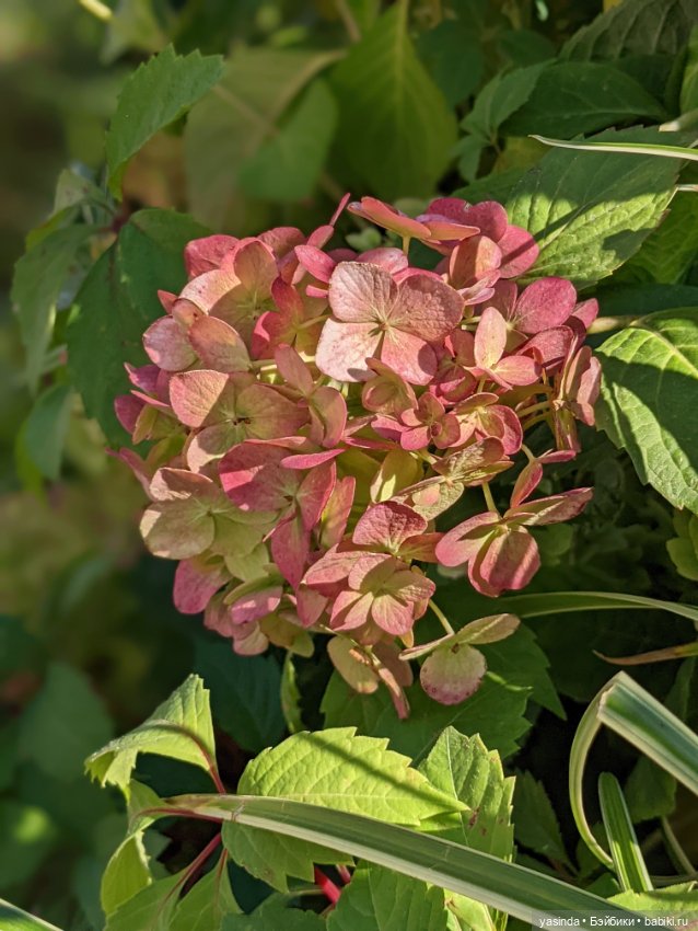 Я сделала это — Куклы Takara Tomy (Такара): Licca (Ликка) (фото 4)