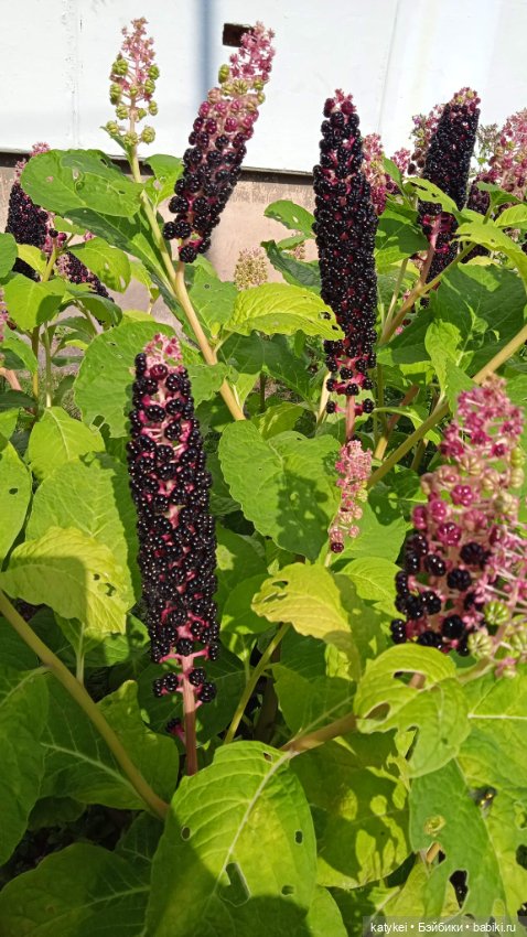 Прогулки по городу с Дримом