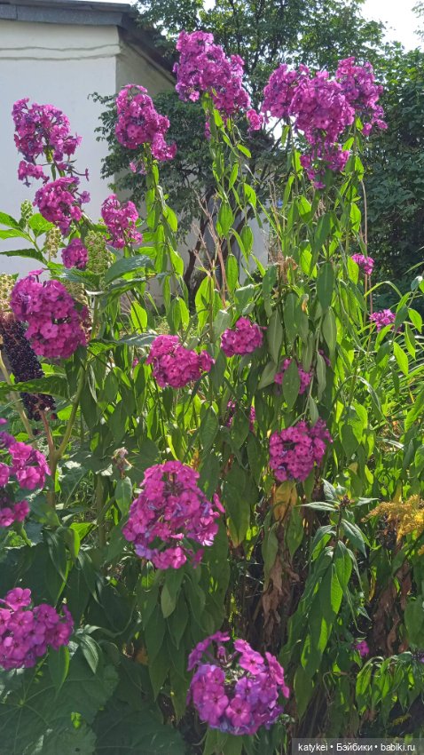 Прогулки по городу с Дримом (фото 8)