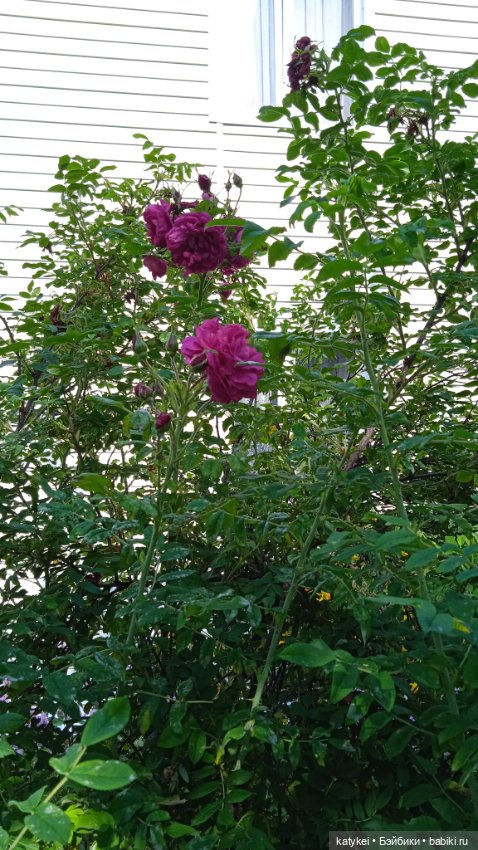 Прогулки по городу с Дримом (фото 10)