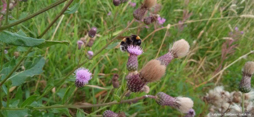 Прогулки по городу с Дримом (фото 5)