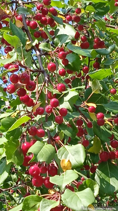 Прогулки по городу с Дримом