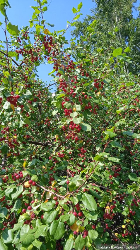 Прогулки по городу с Дримом