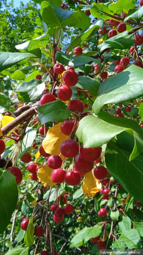 Прогулки по городу с Дримом