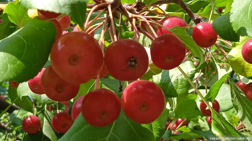 Прогулки по городу с Дримом