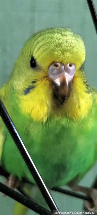 Наши питомцы. Волнистик Ричи (фото 3)