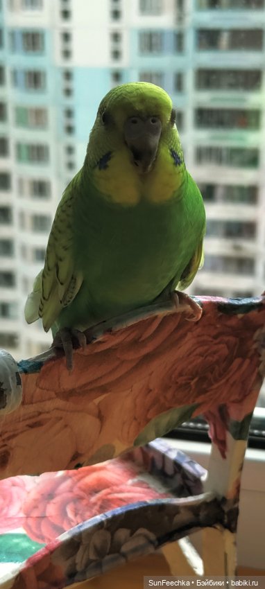 Наши питомцы. Волнистик Ричи (фото 2)