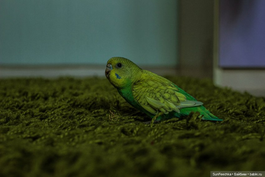 Наши питомцы. Волнистик Ричи (фото 6)