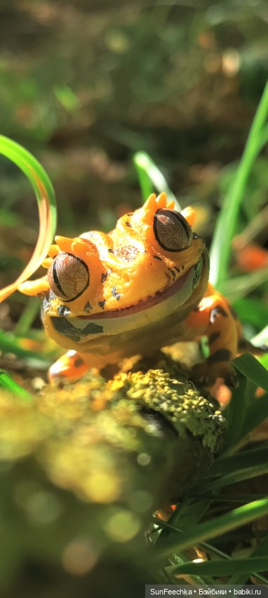 Камило. Снова в эфире — Гибриды шарнирных кукол (не БЖД): подбор тела