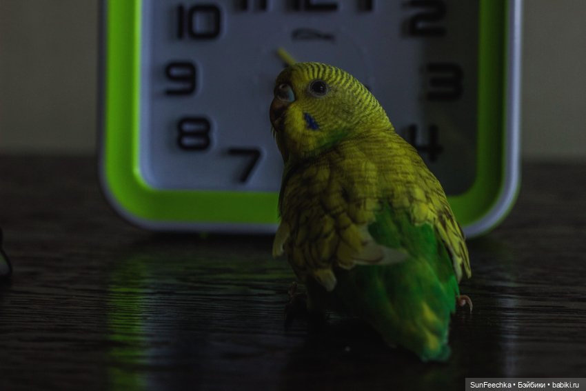 Наши питомцы. Волнистик Ричи (фото 8)