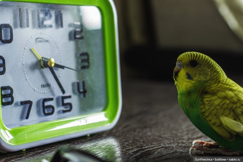 Наши питомцы. Волнистик Ричи