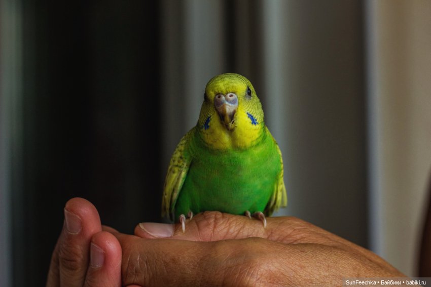 Наши питомцы. Волнистик Ричи (фото 4)