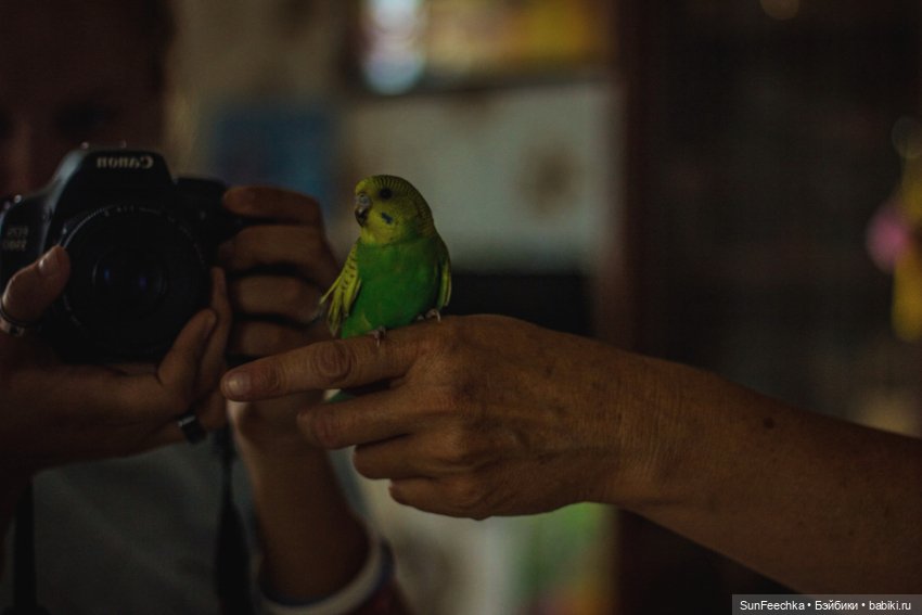 Наши питомцы. Волнистик Ричи (фото 9)