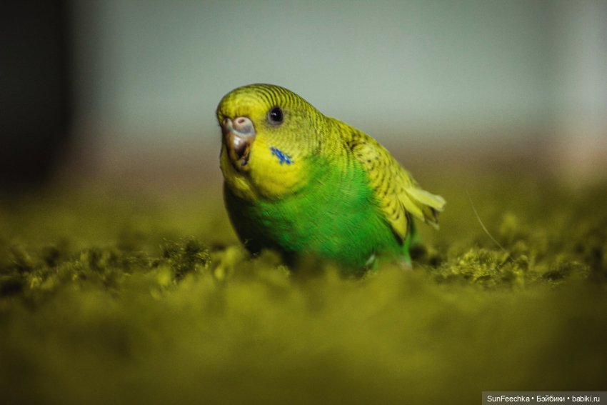 Наши питомцы. Волнистик Ричи (фото 10)