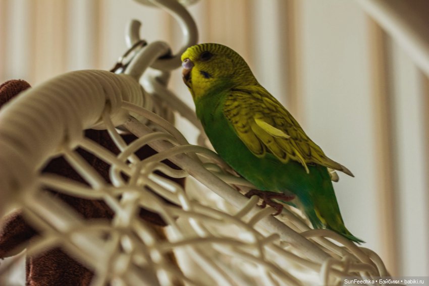 Наши питомцы. Волнистик Ричи