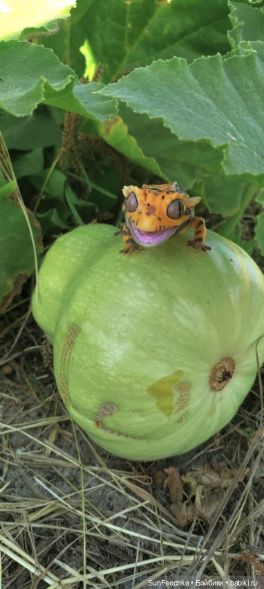 Камило. Снова в эфире — Гибриды шарнирных кукол (не БЖД): подбор тела