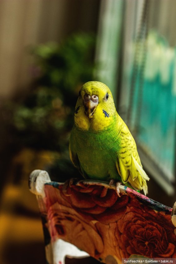 Наши питомцы. Волнистик Ричи (фото 7)