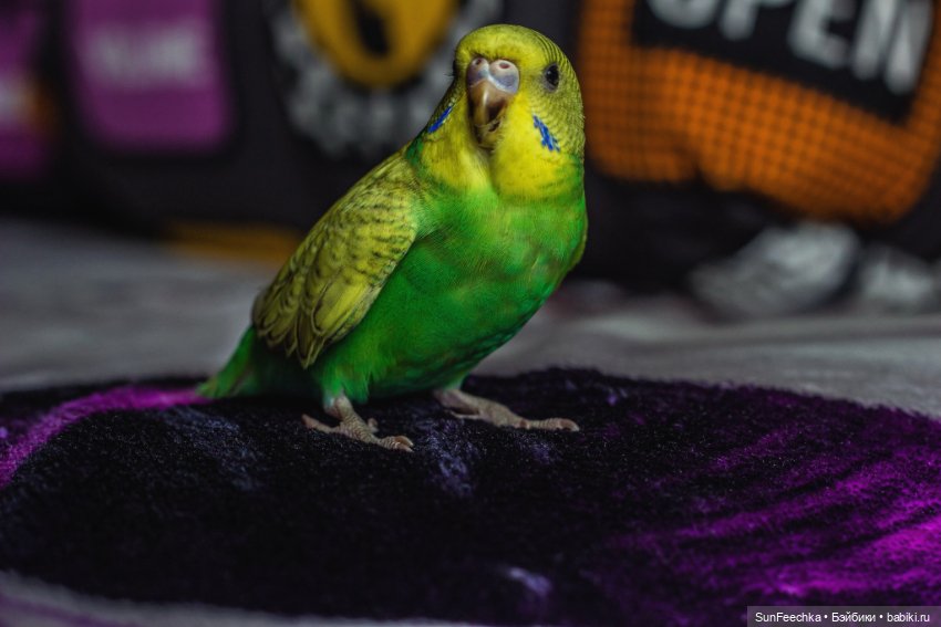 Наши питомцы. Волнистик Ричи (фото 5)