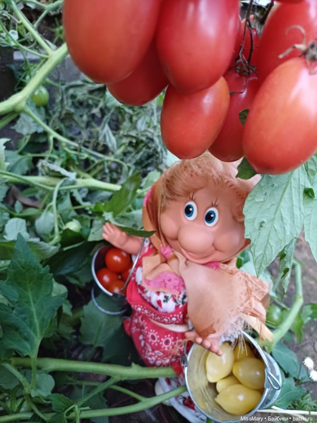 Веселые картинки. Тетя Анфиса и бешеные помидоры (фото 6)