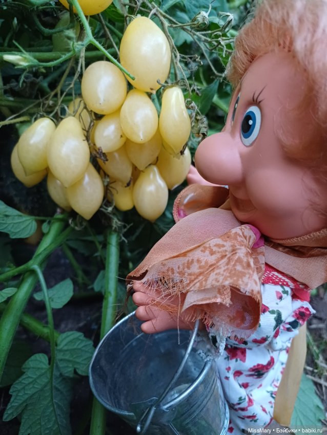 Веселые картинки. Тетя Анфиса и бешеные помидоры (фото 2)