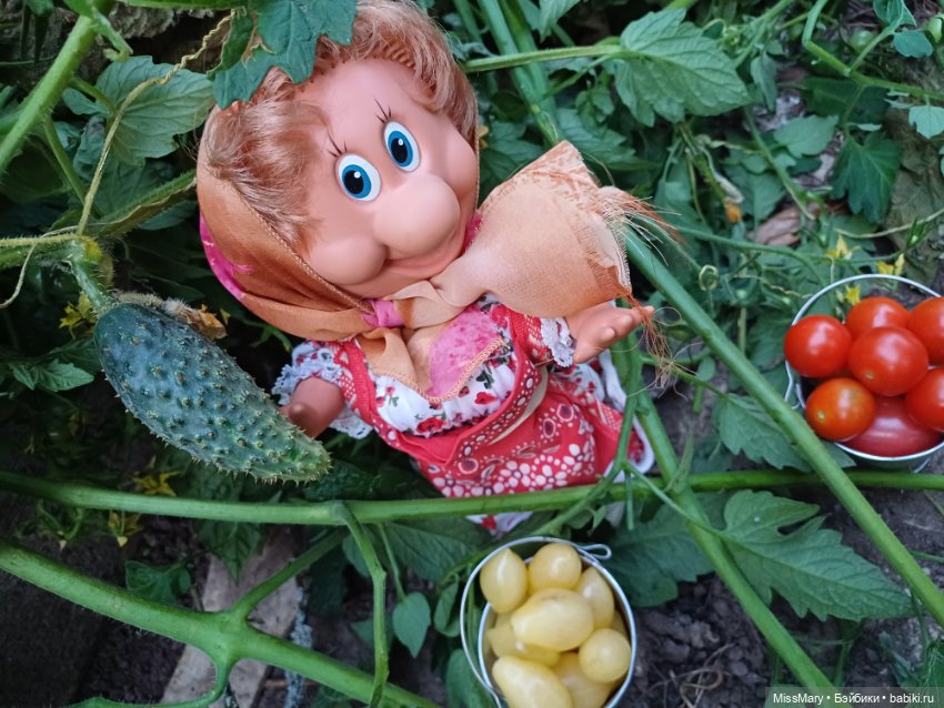 Веселые картинки. Тетя Анфиса и бешеные помидоры (фото 10)