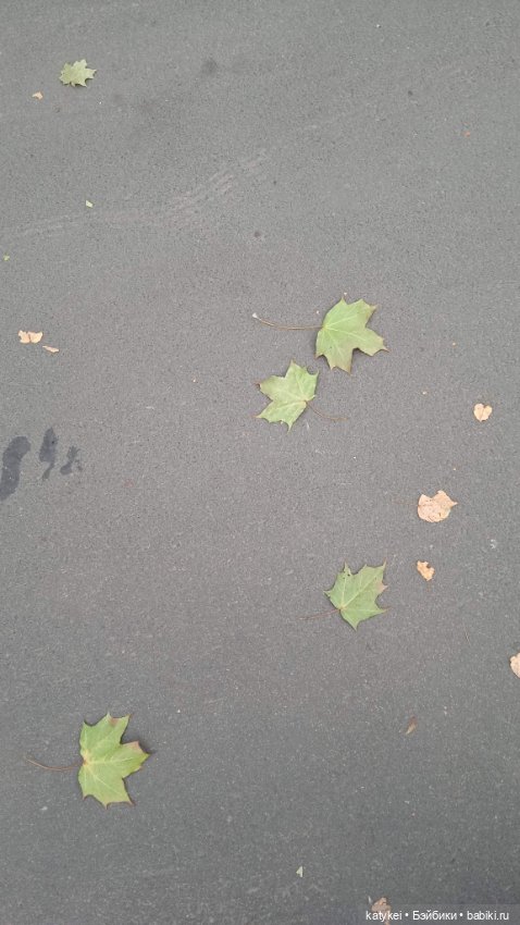 День рыжего кота и кленового листа