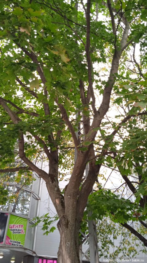 День рыжего кота и кленового листа