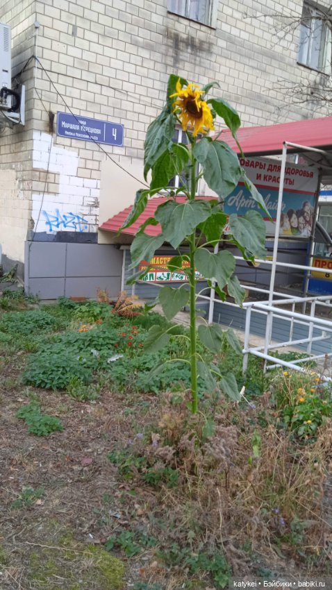 День рыжего кота и кленового листа