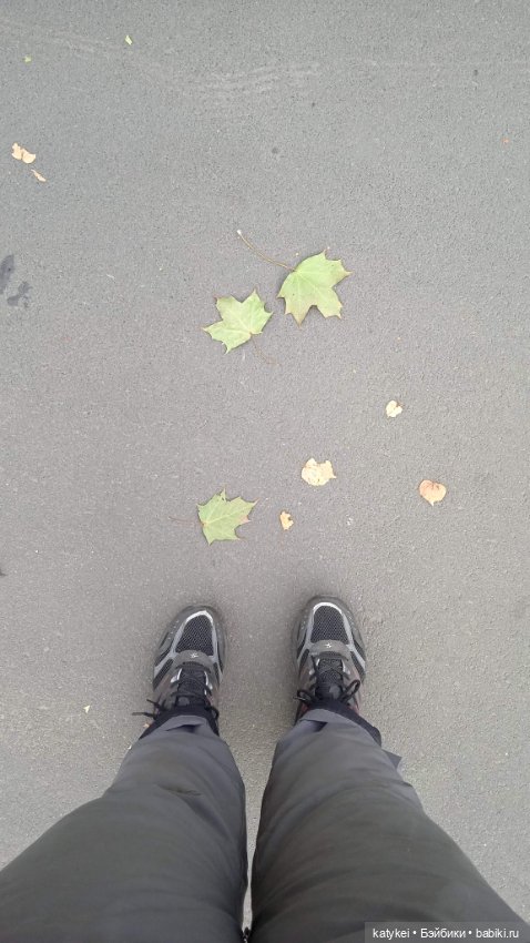 День рыжего кота и кленового листа