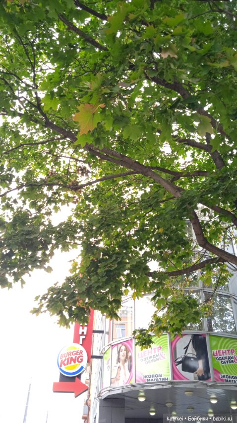 День рыжего кота и кленового листа (фото 2)