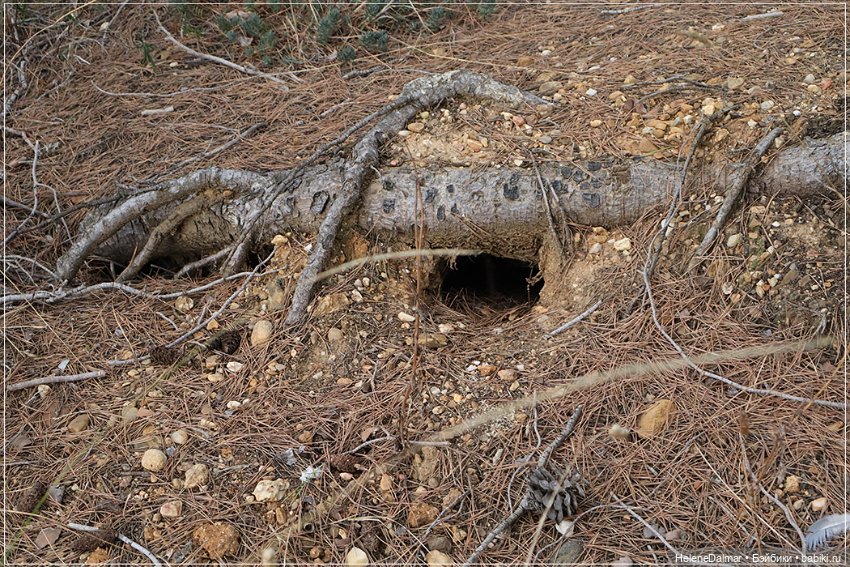 Фотосессия в лесу — Одежда и обувь для кукол своими руками: фото