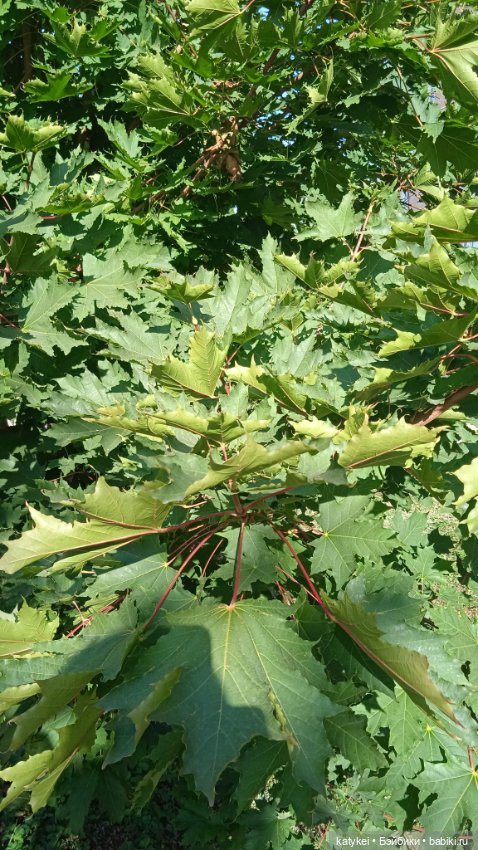 День рыжего кота и кленового листа