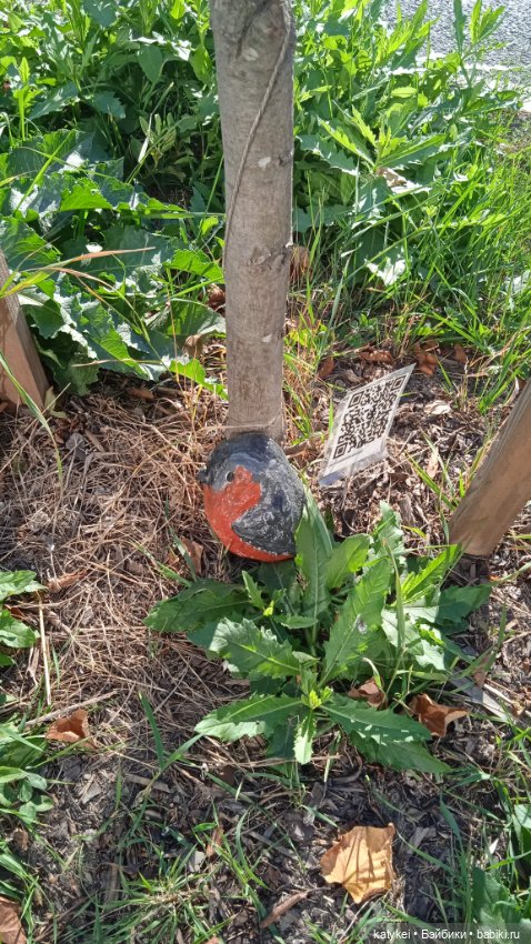 День рыжего кота и кленового листа