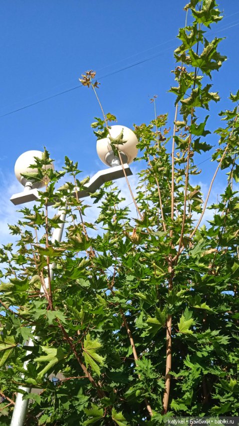 День рыжего кота и кленового листа