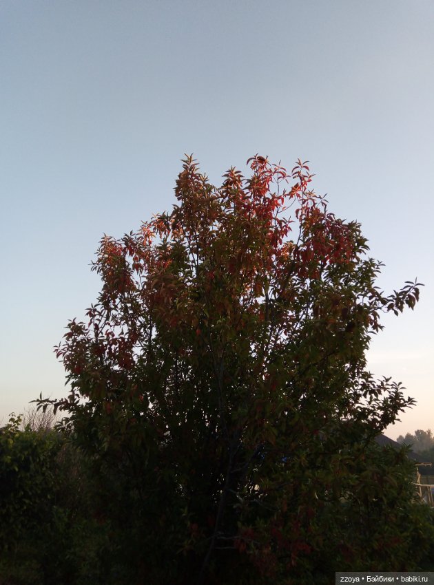 Сентябрьское солнышко — Гибриды шарнирных кукол (не БЖД): подбор тела