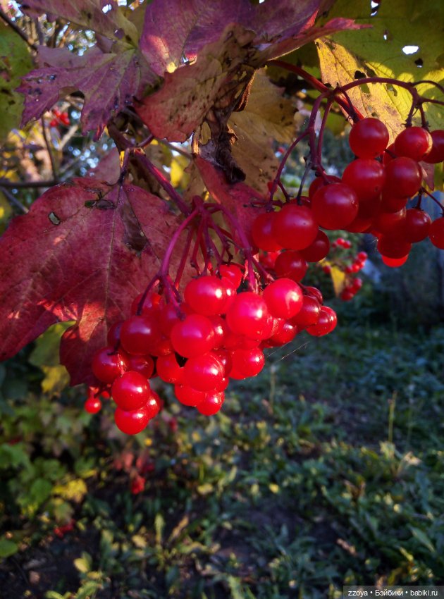 Сентябрьское солнышко — Гибриды шарнирных кукол (не БЖД): подбор тела (фото 10)