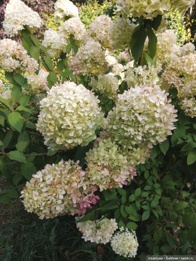 Прогулка Леночки — Коллекционные куклы разных авторов (Разное): редкие бренды (фото 8)