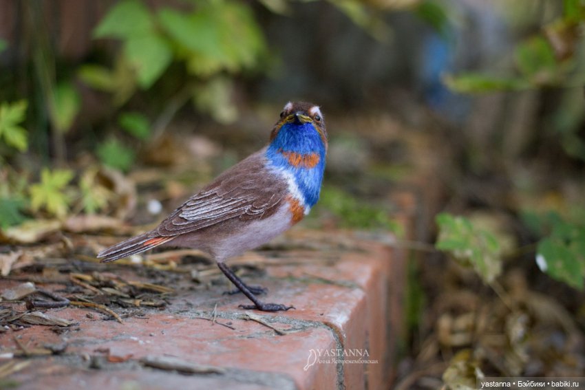 Варакушка - повторушка — Валяные игрушки из шерсти: сухое валяние
