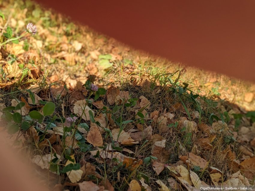 Осеннее Утреннее Солнышко 🍁🌻🌾🍂🍃