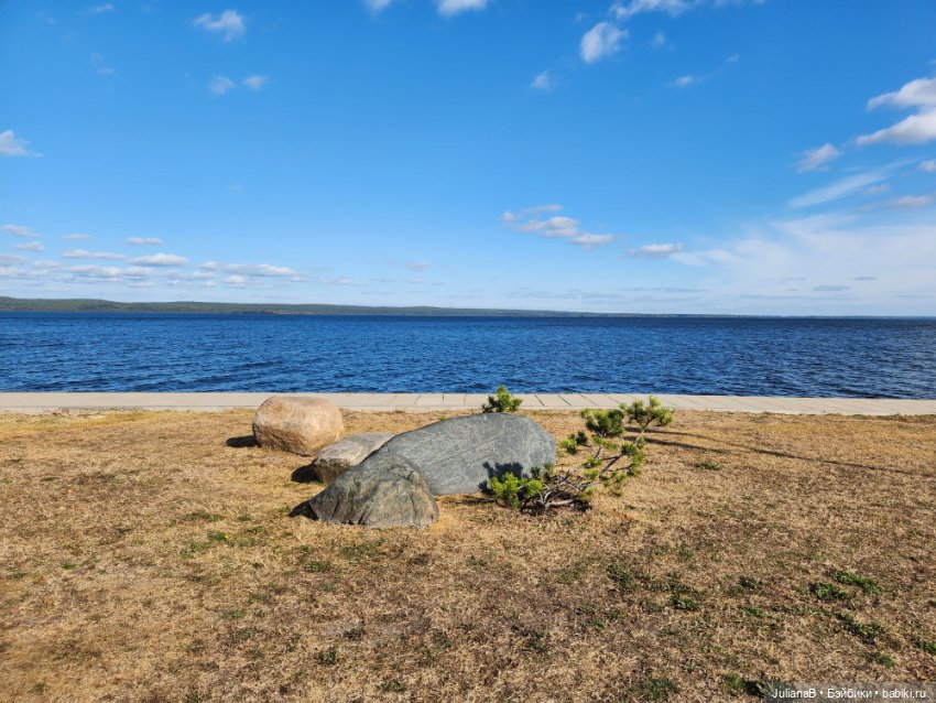 Мышь лабораторная. Карелия (фото 7)