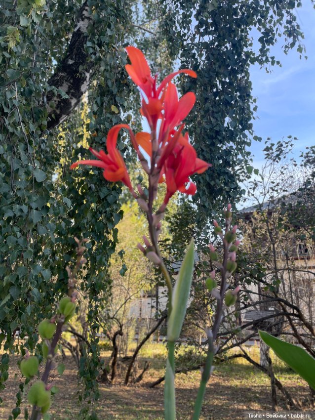 Тедди персонажи Маши Алёшиной