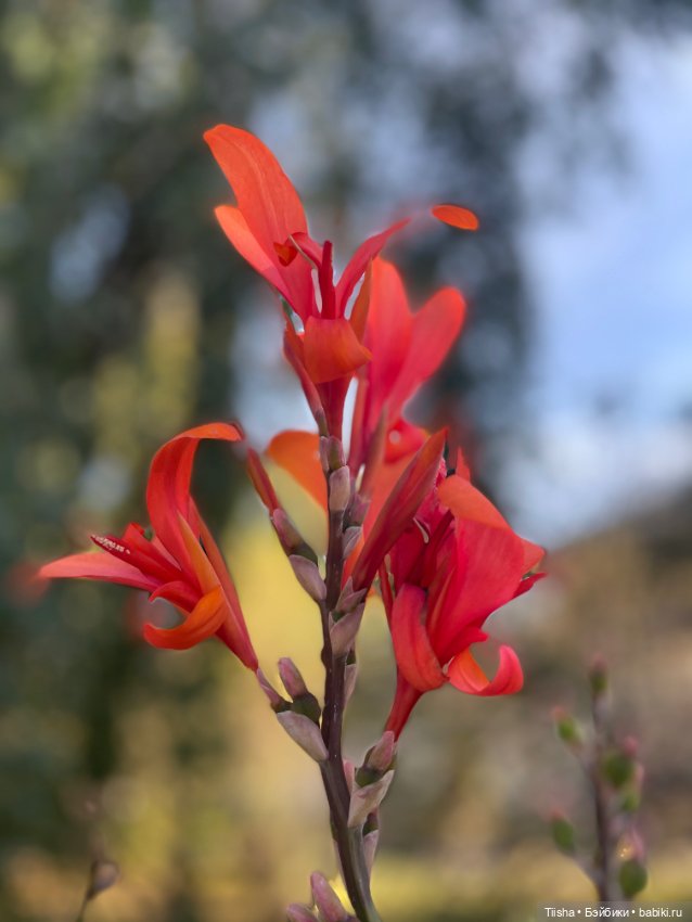 Тедди персонажи Маши Алёшиной