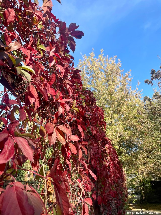 Тедди персонажи Маши Алёшиной
