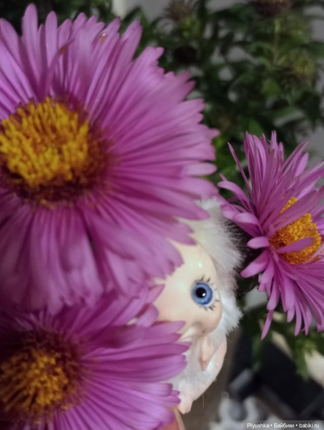 Осень, цветы, Глафира, Чепушинка (фото 2)