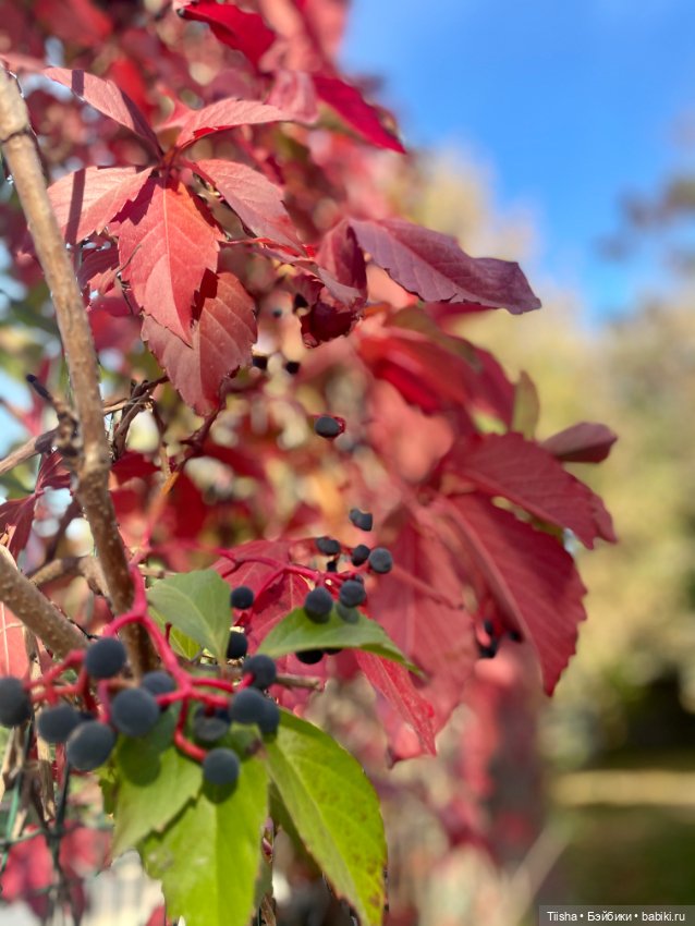 Тедди персонажи Маши Алёшиной