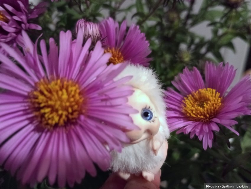 Осень, цветы, Глафира, Чепушинка (фото 3)