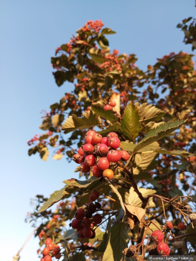 Осень, цветы, Глафира, Чепушинка (фото 5)